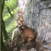 Ziegen in der Gerschni-Alp
