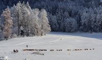 Winter Marsch Ziegen